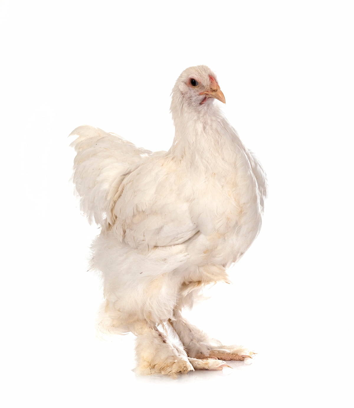 Guide to Cochin Chicken Breed