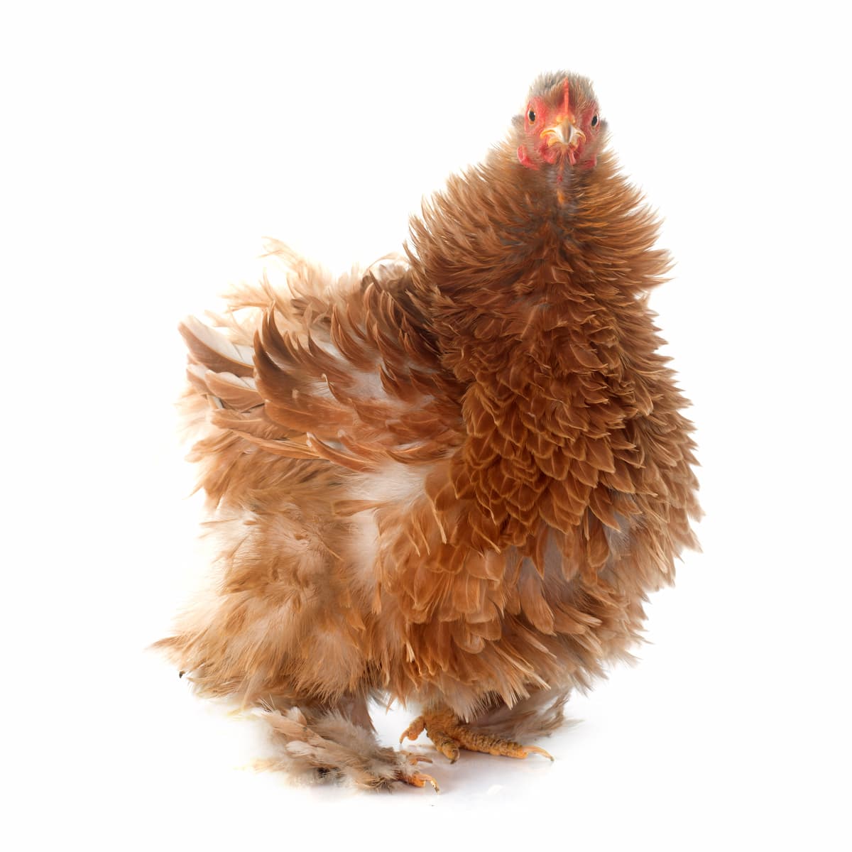 Guide to Frizzle Chicken Breed