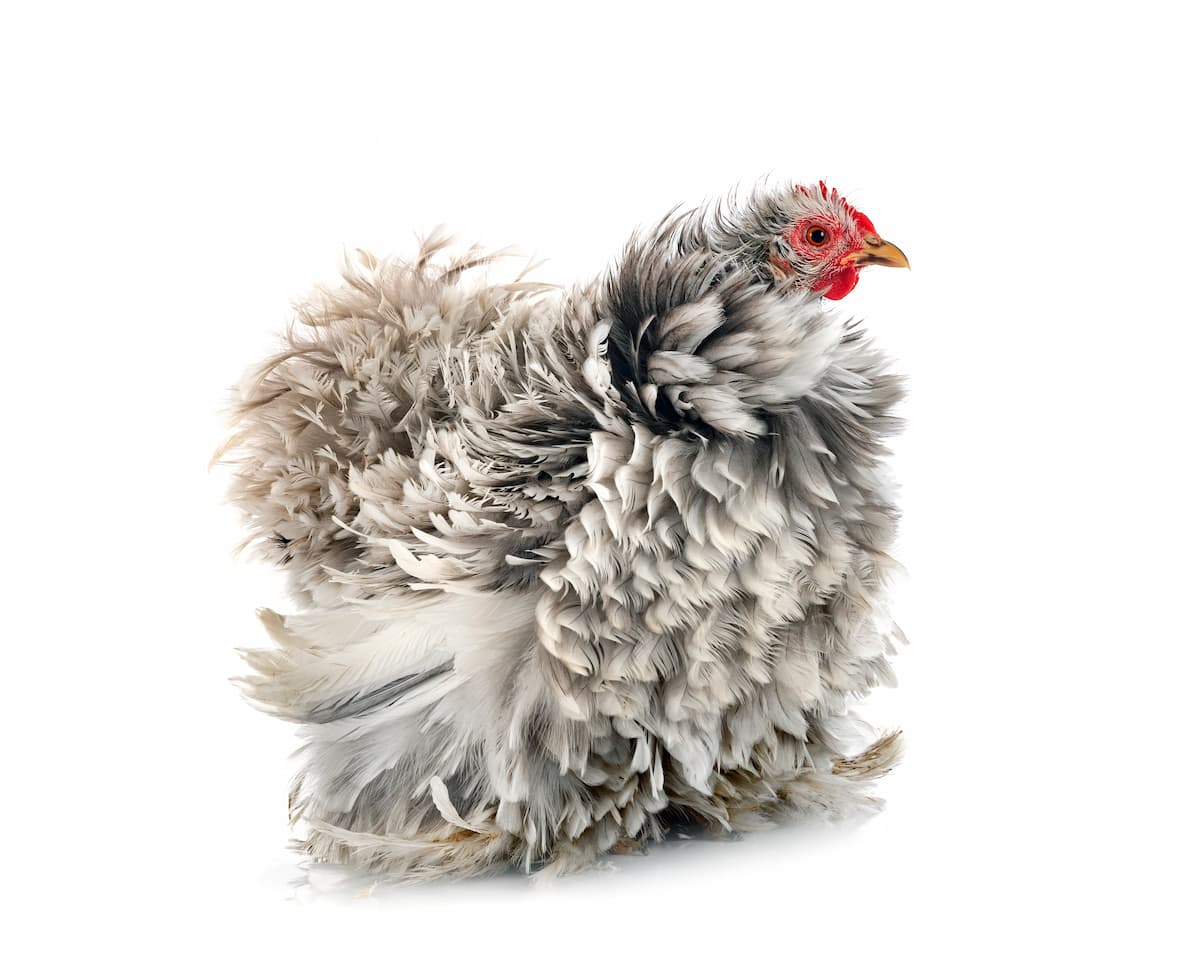 Ultimate Guide to Frizzle Chicken Breed: Characteristics, Feed, and Care