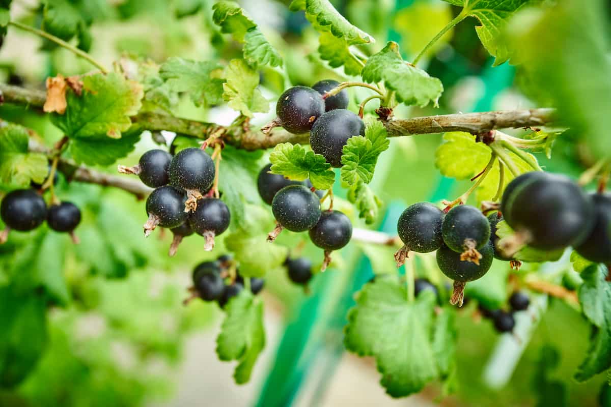 Guide to Growing Blackcurrants