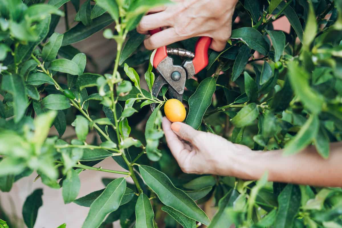 Pruning a Kumquat Fruit