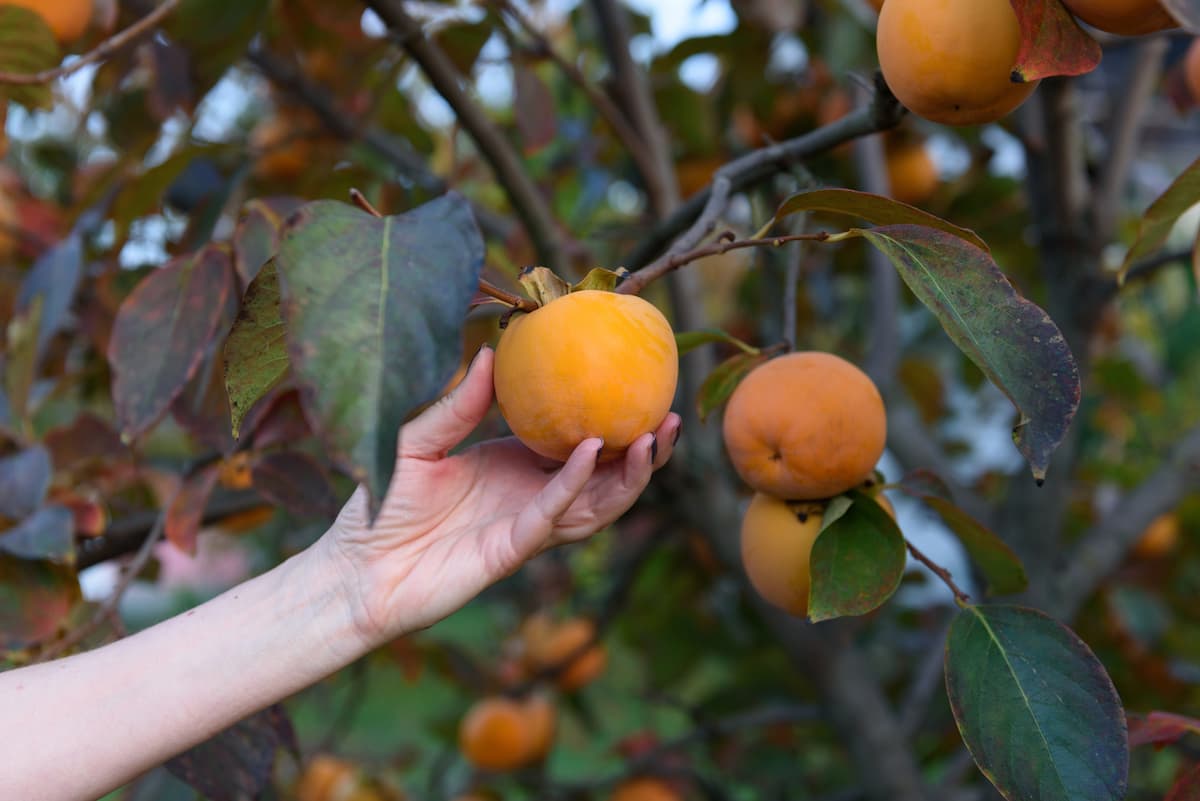 Guide to Growing Persimmon from Seed and Cuttings