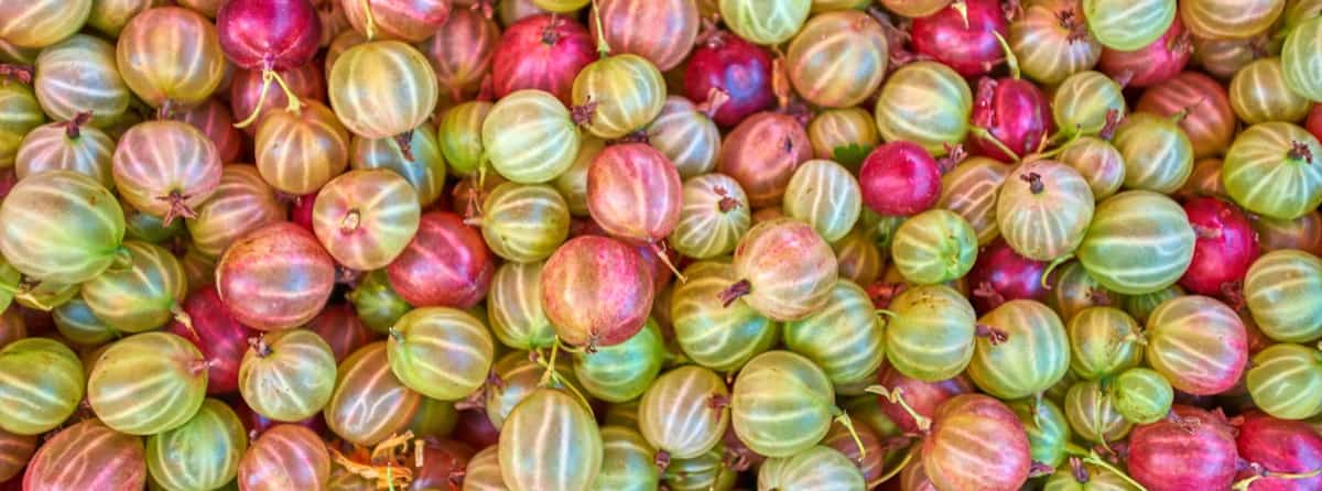 Red Indian Gooseberry