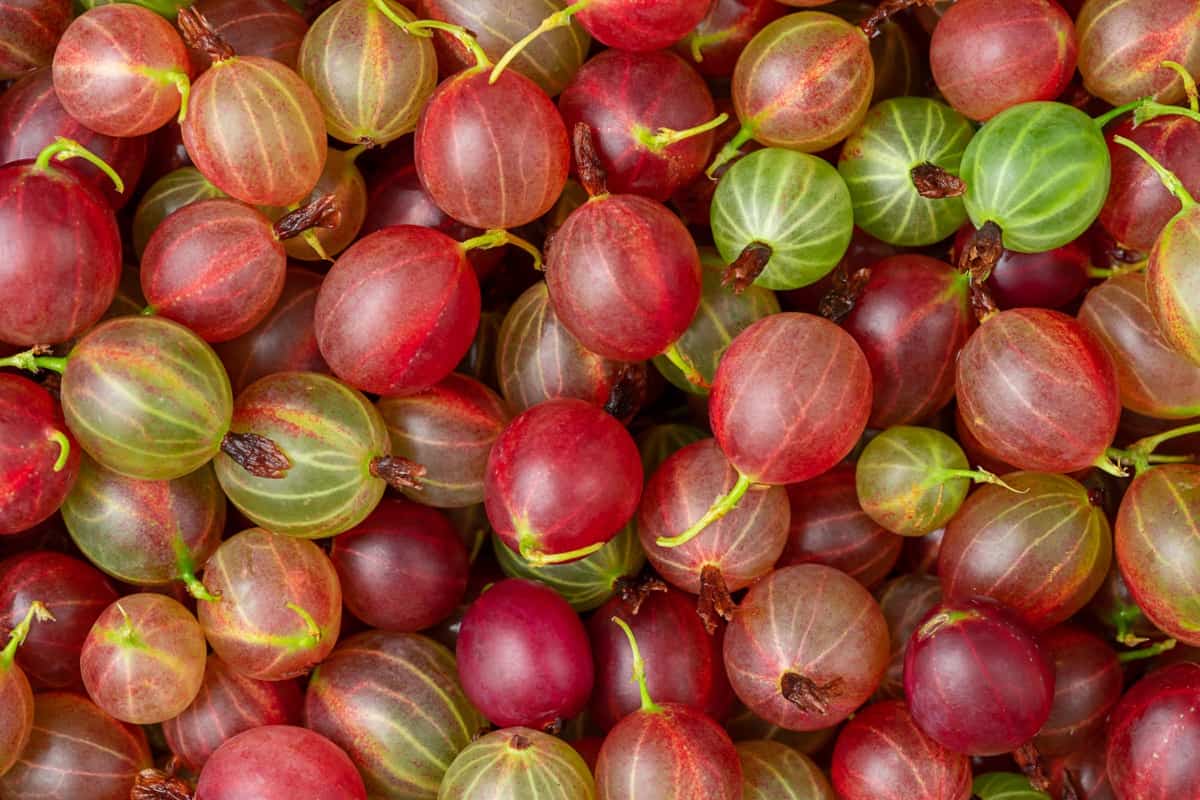 Ultimate Guide to Growing Red Indian Gooseberry