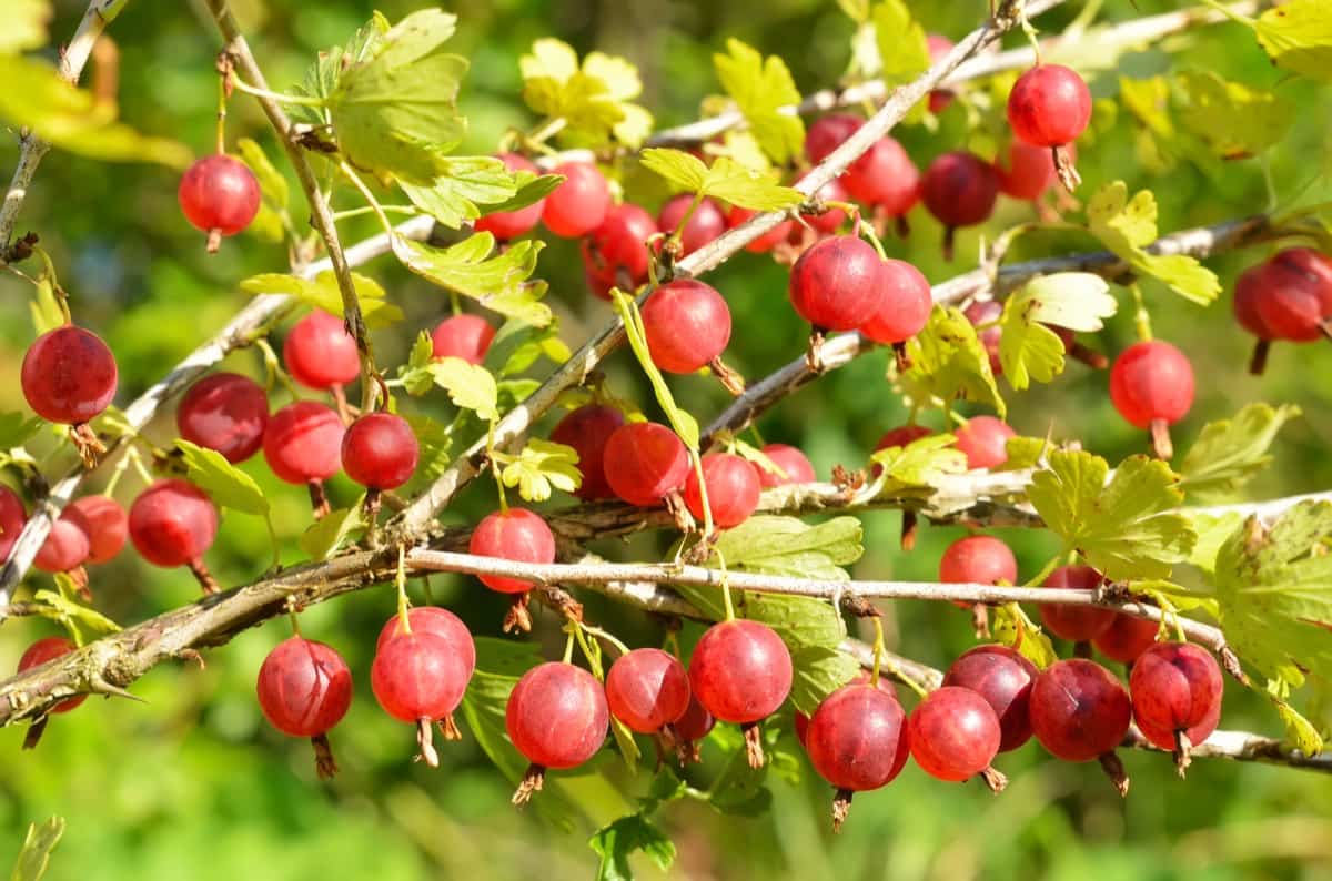 Red Indian Gooseberry Plant