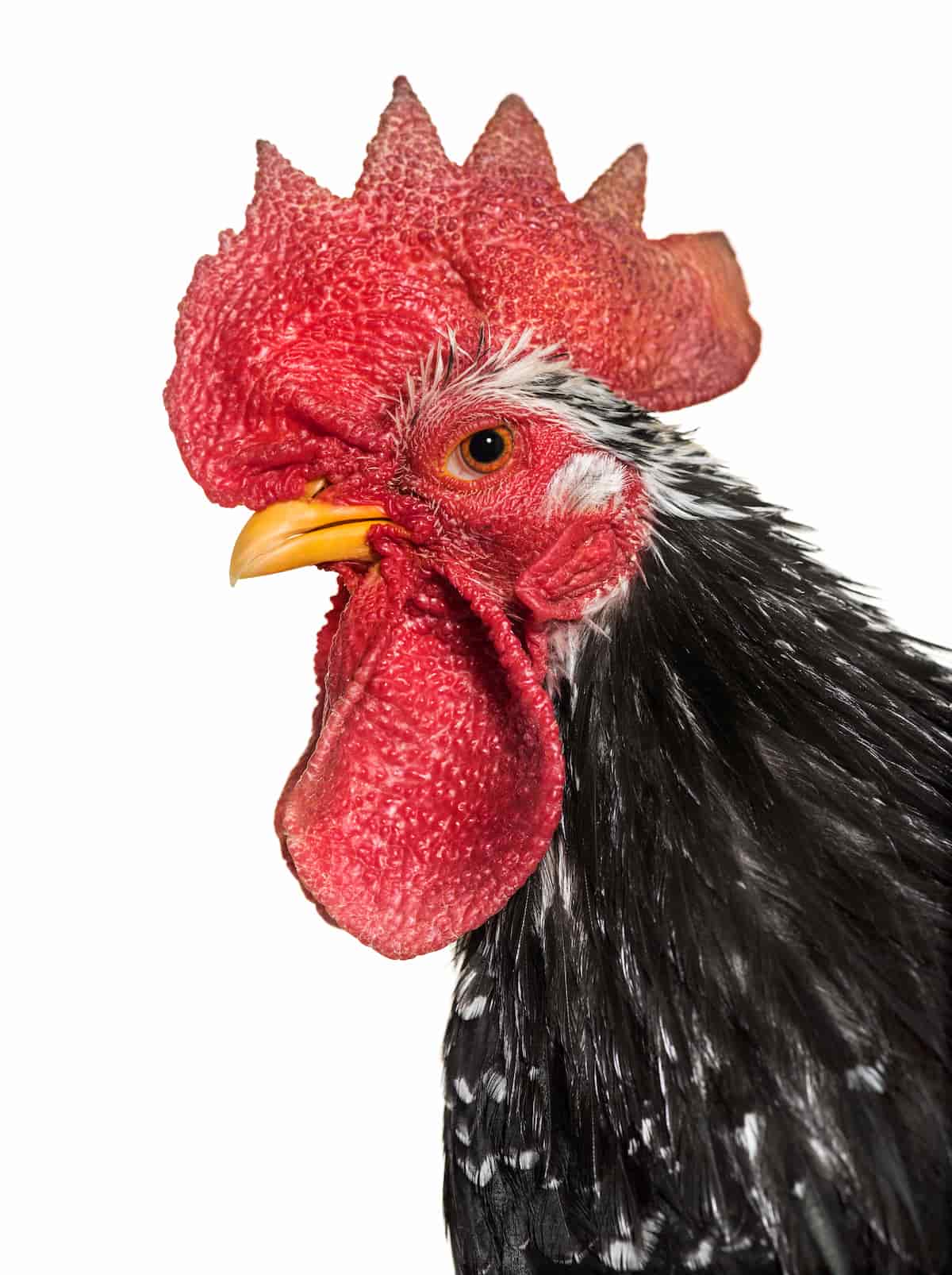 Guide to Japanese Bantam Chicken Breed