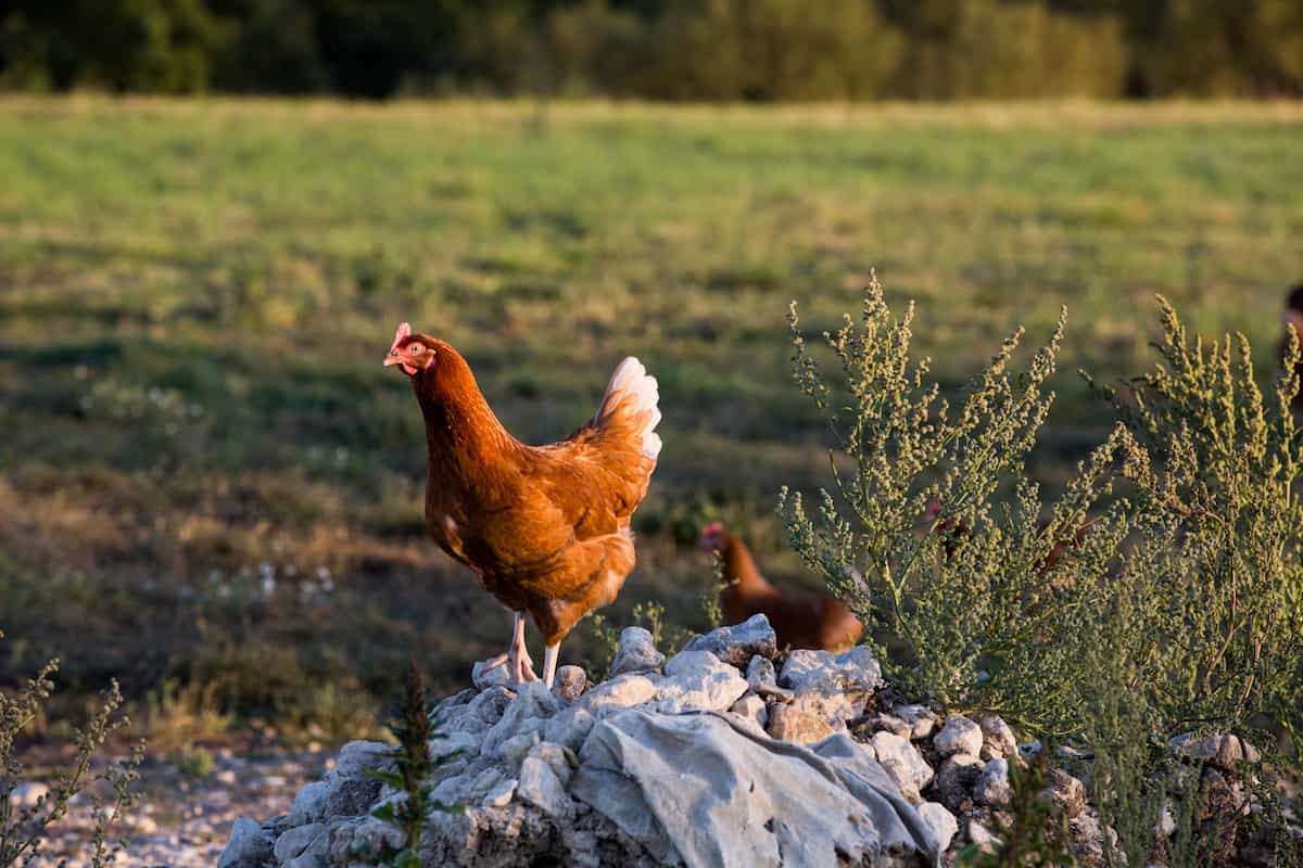 Guide to Lohmann Brown Chicken Breed