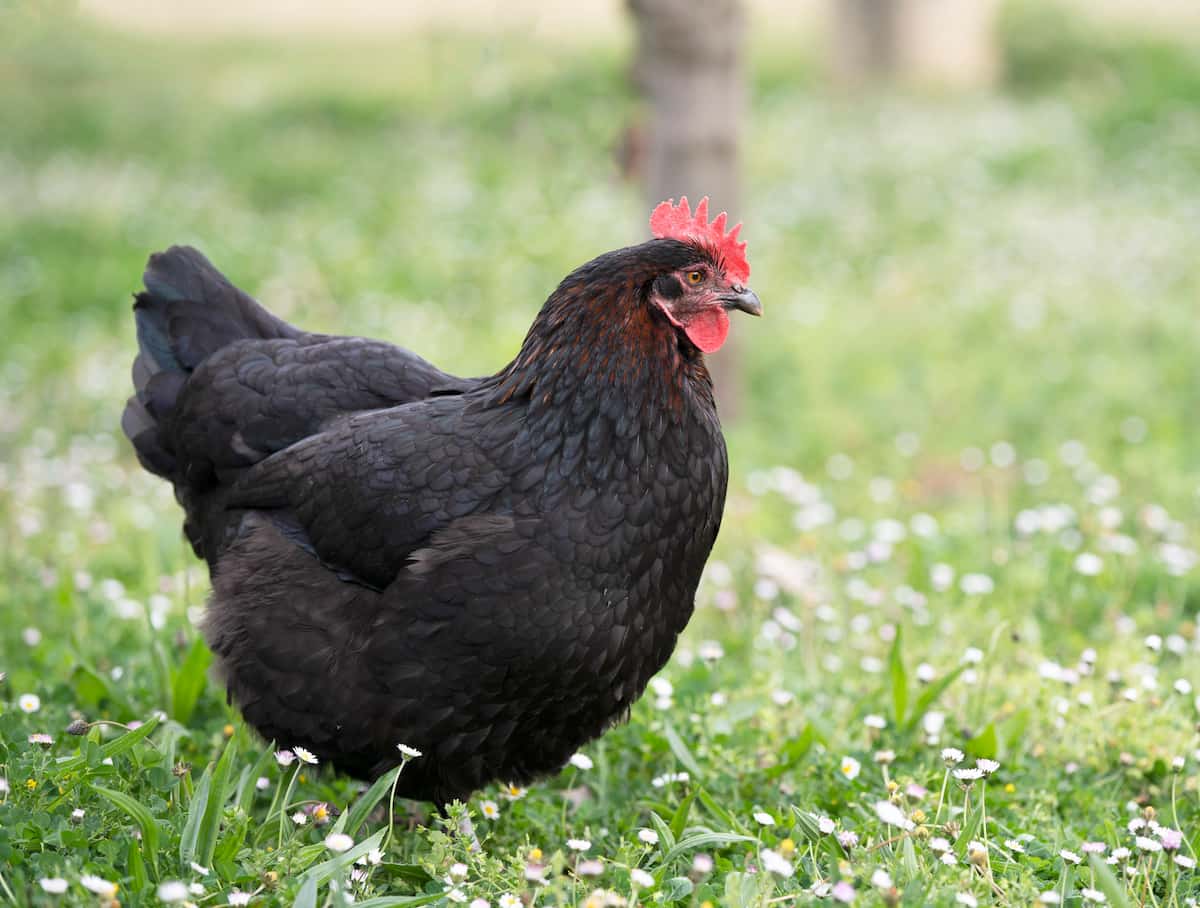 Guide to Marans Chicken Breed