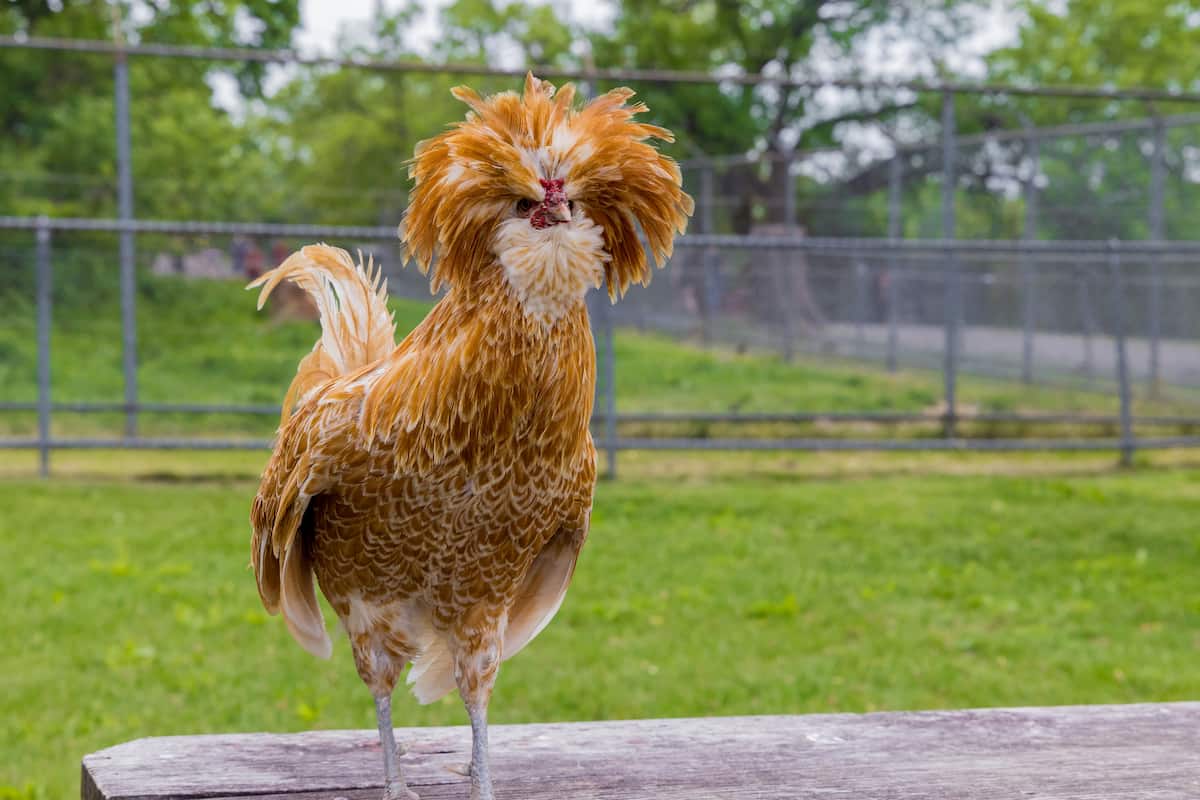 Guide to Padovana Chicken Breed