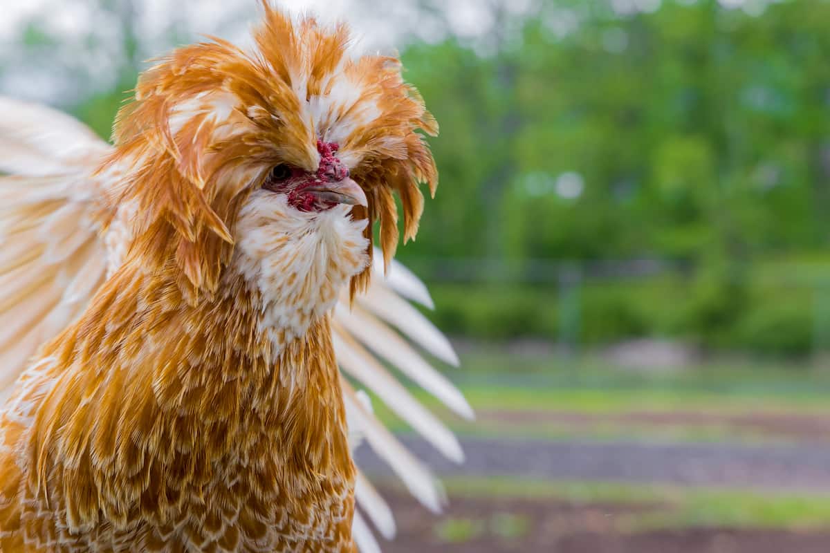 Portrait of a Padovana Chicken