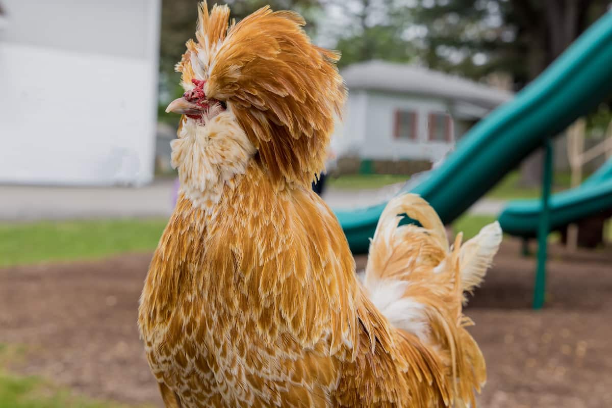 Guide to Polish Chicken Breed