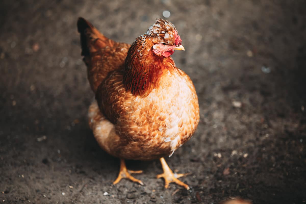 Guide to Rhode Island Red Chicken Breed