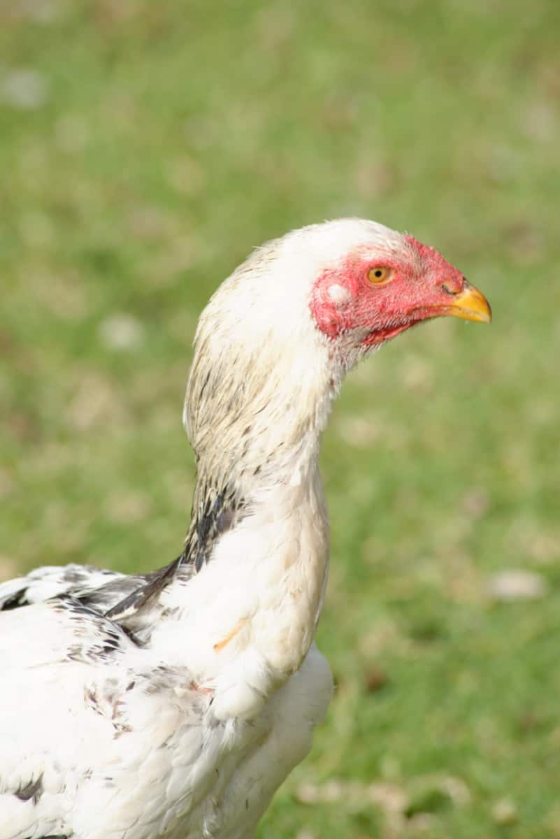 Guide to Shamo Chicken Breed