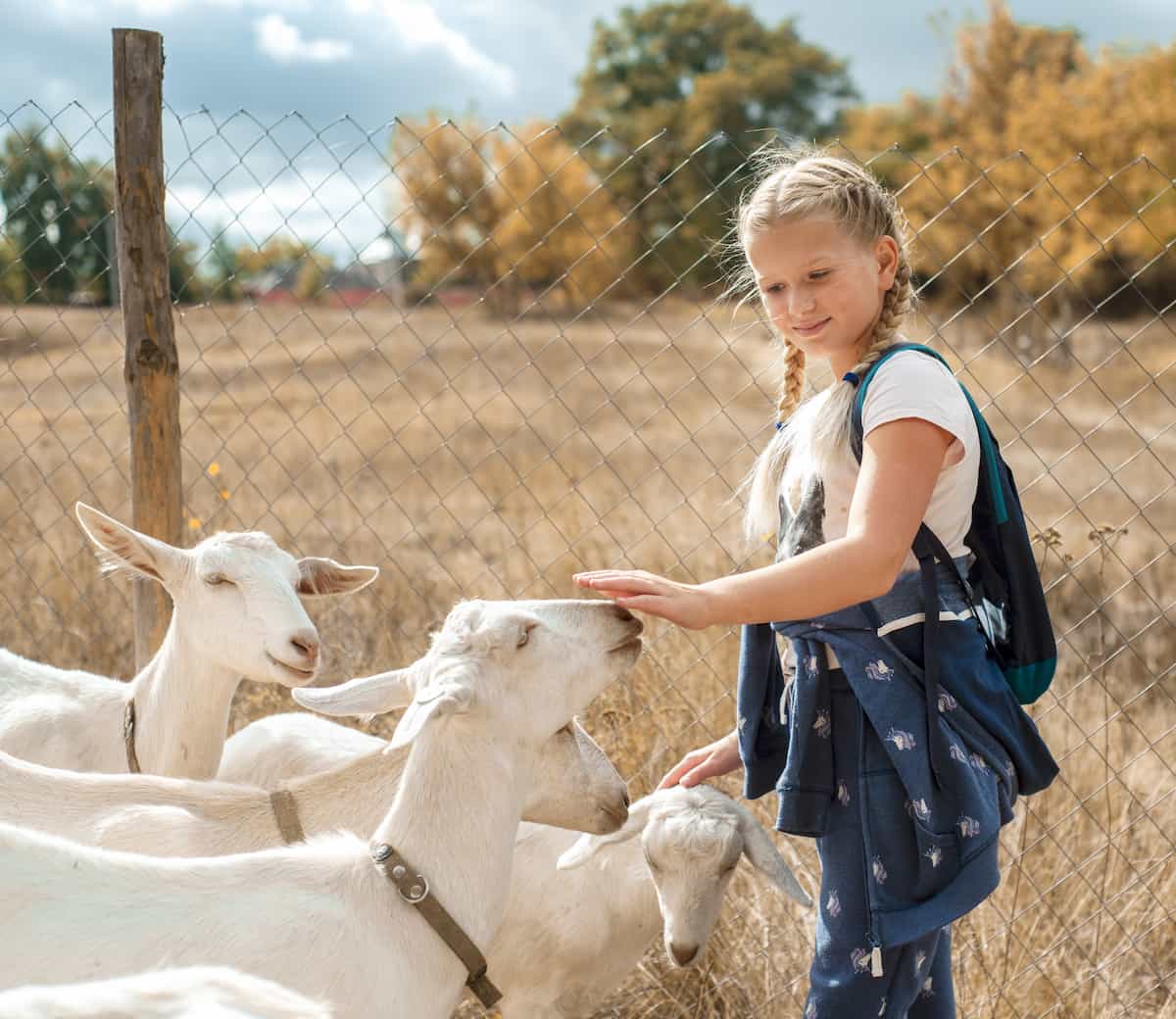 Guide to Start Backyard Goat Farming
