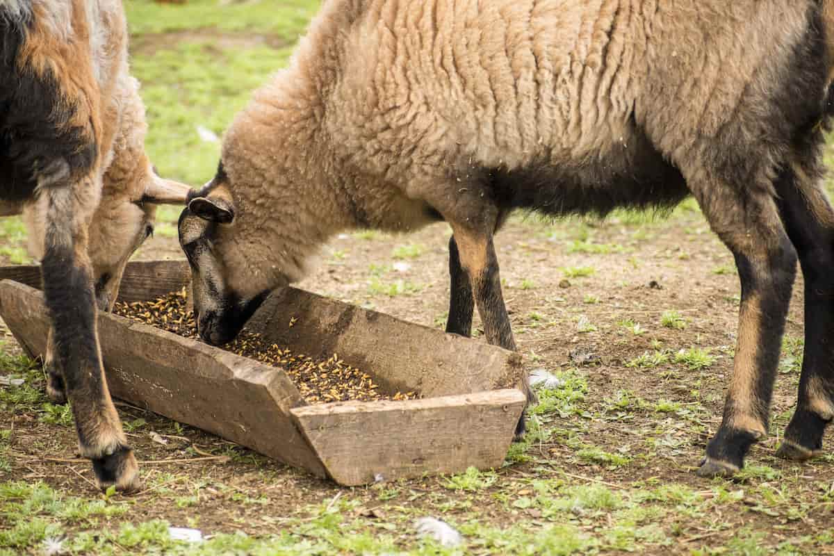 Guide to Start Backyard Sheep Farming