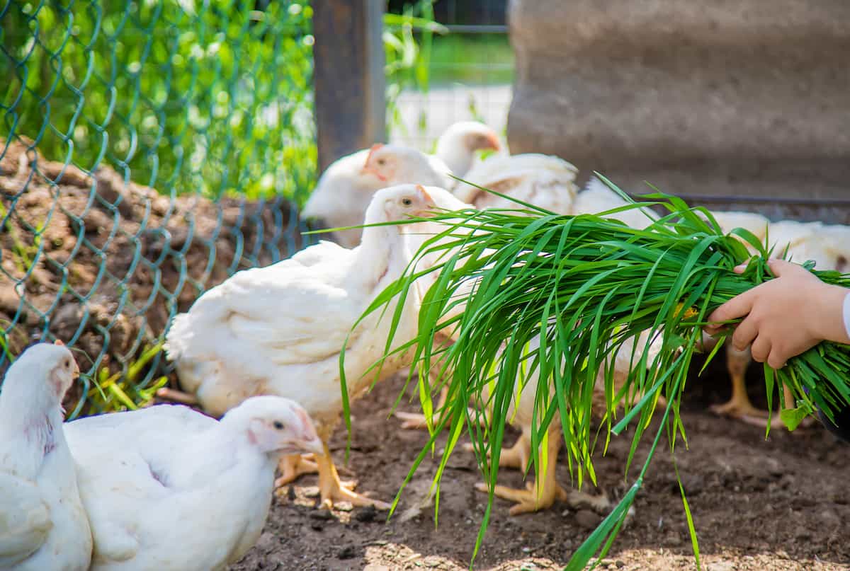 Guide to Start an Organic Chicken Farming at Home