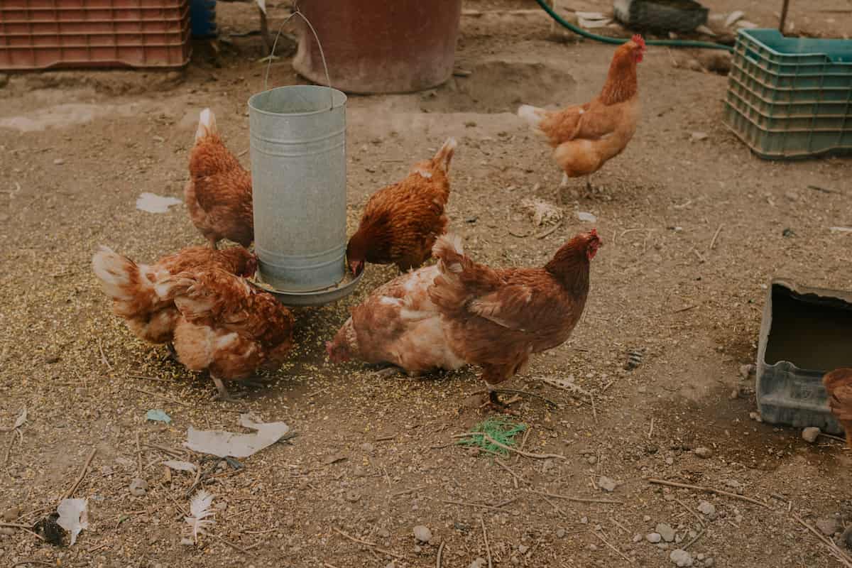 Chicken in Organic Farm