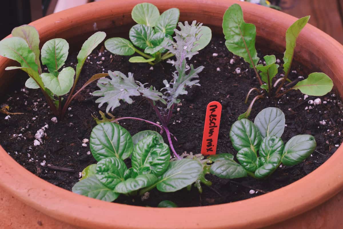 Guide to Start an Organic Container/Pot Vegetable Garden