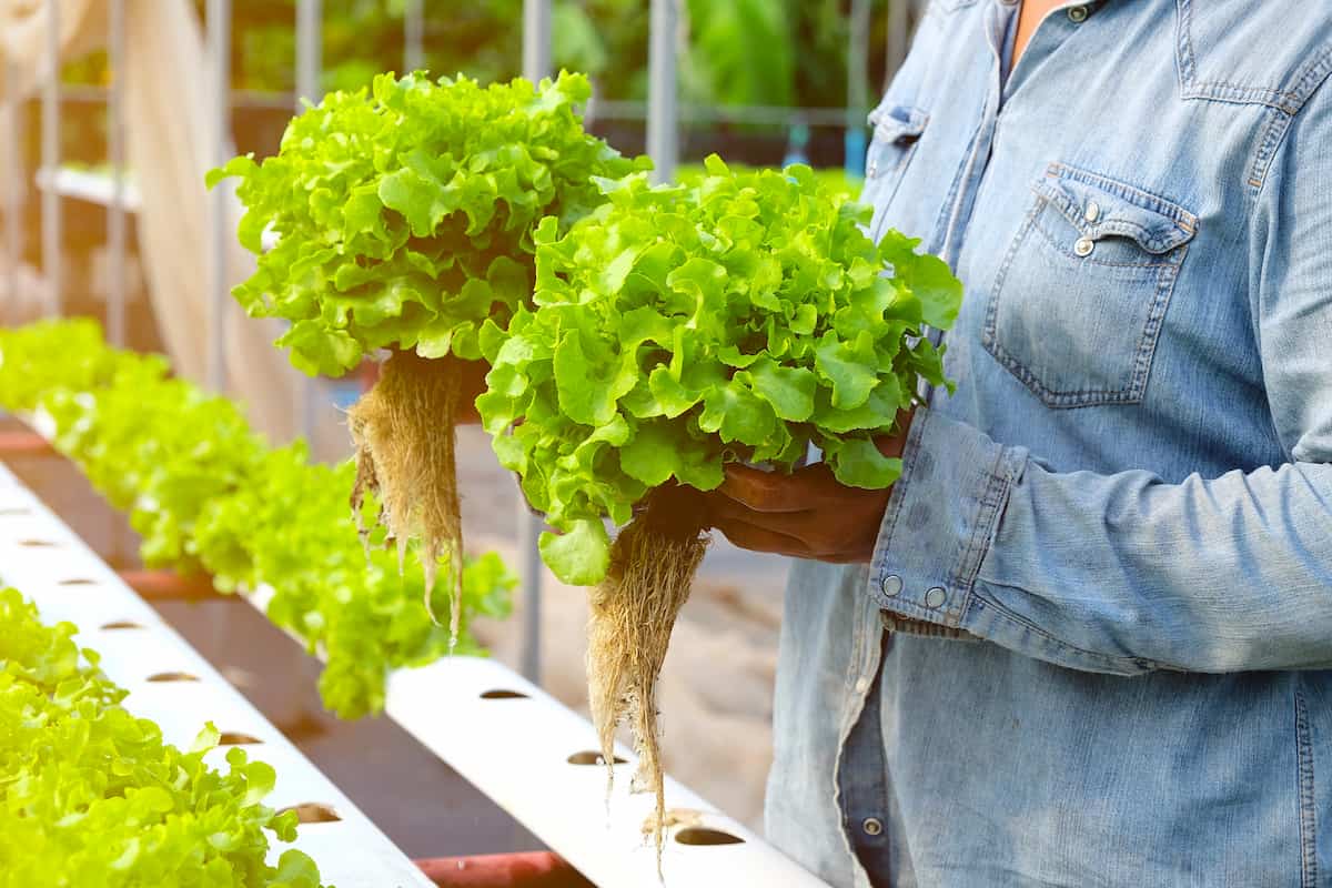 Guide to Start an Organic Hydroponic Vegetable Garden