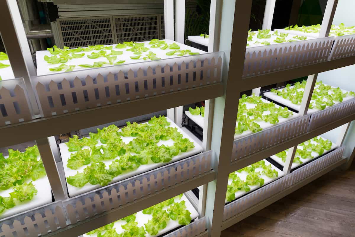 Organic Hydroponic Vegetable Cultivation