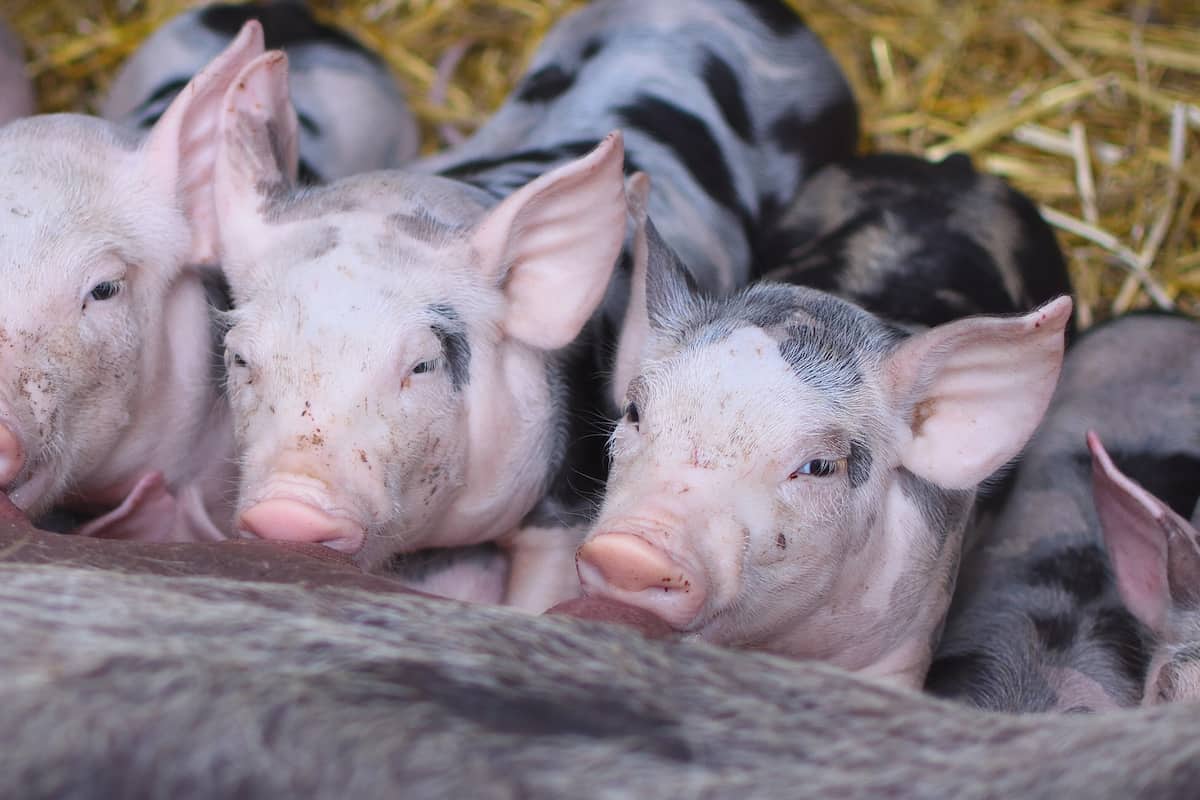 Guide to Start an Organic Pig Farming at Home