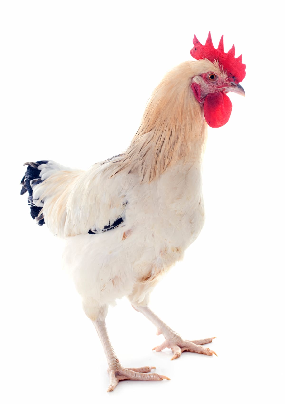 Guide to Sussex Chicken Breed