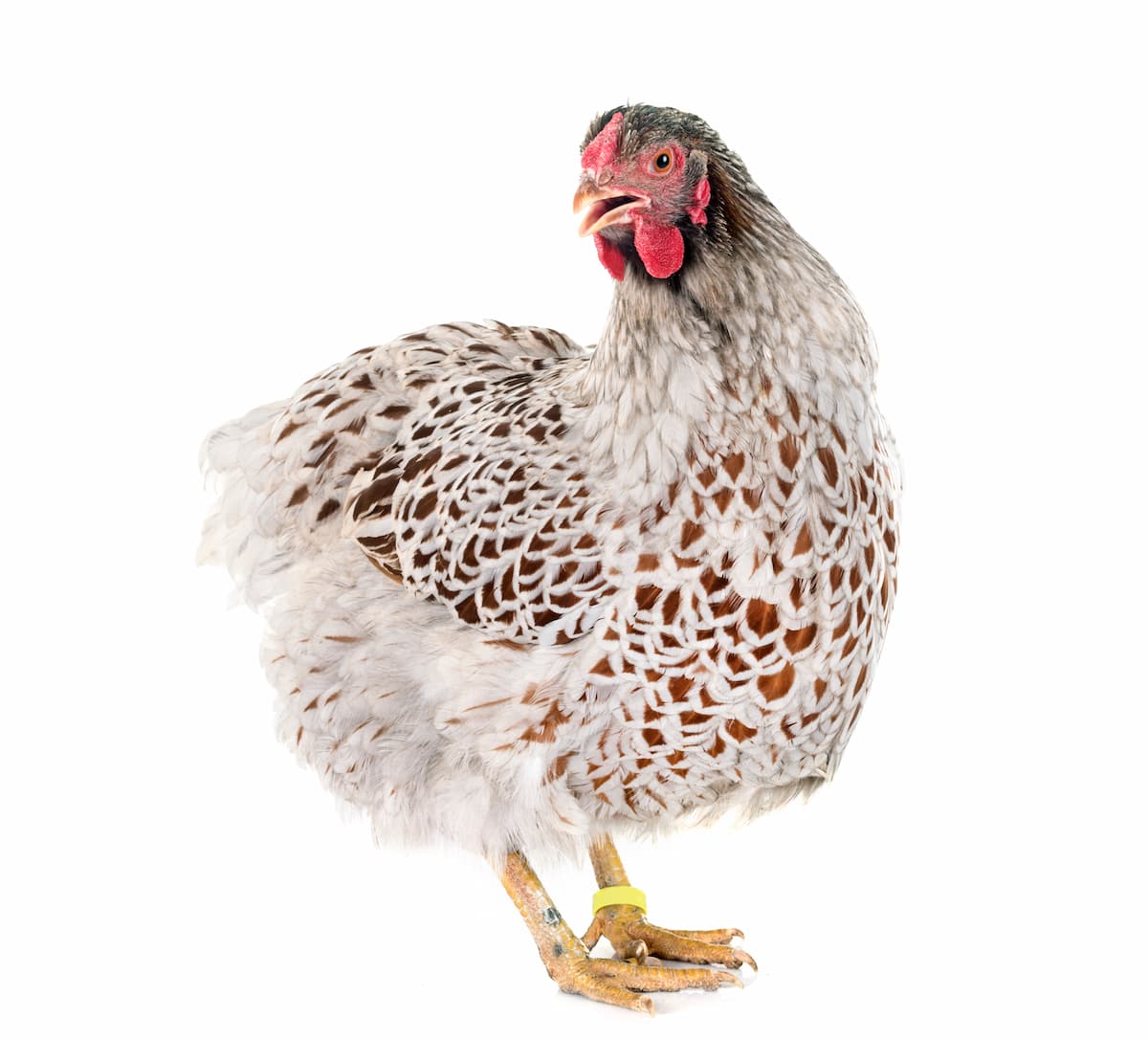 Guide to Wyandotte Chicken Breed