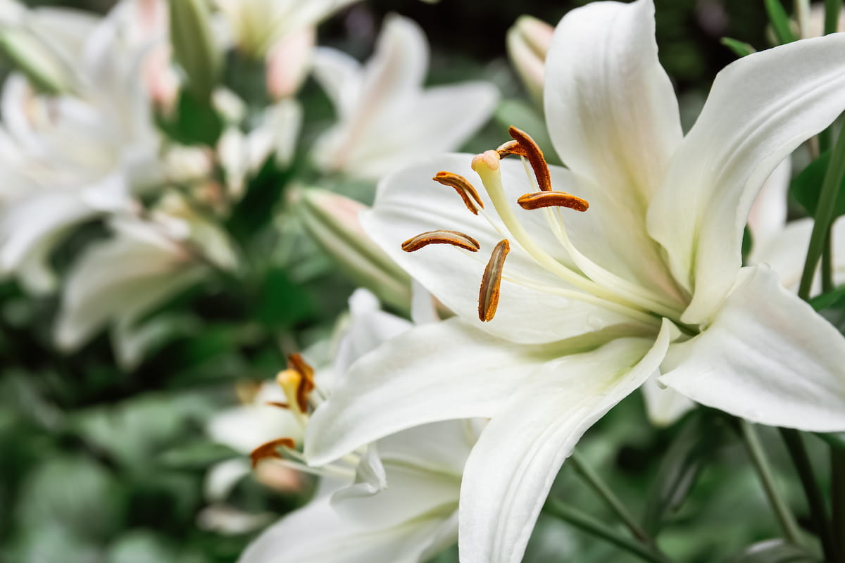 How to Grow Lilies in Greenhouse: A Step-By-Step Guide for Seed to Harvest