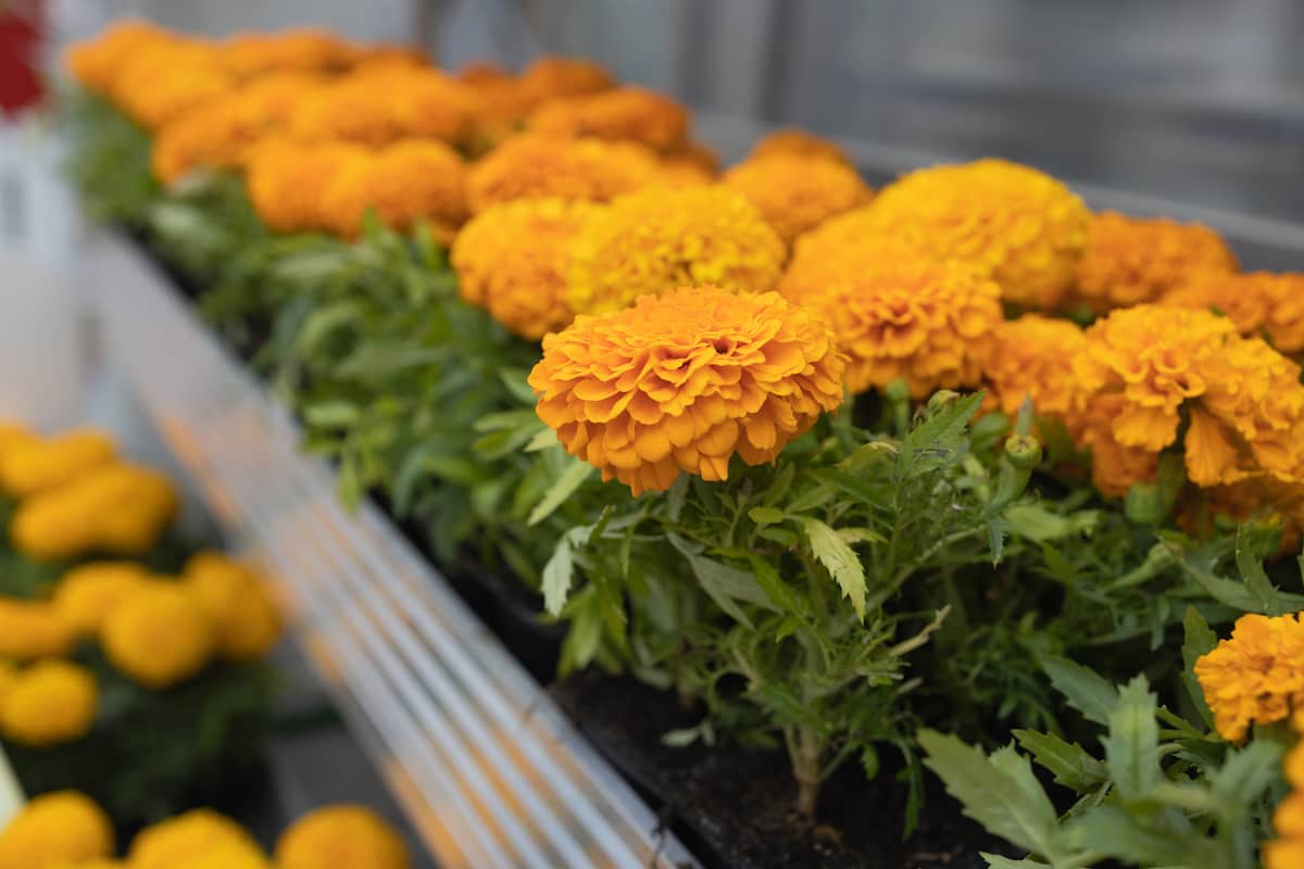 How To Grow Marigold in Greenhouse