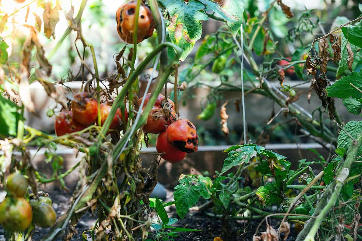 Fungal Diseases in Tomatoes