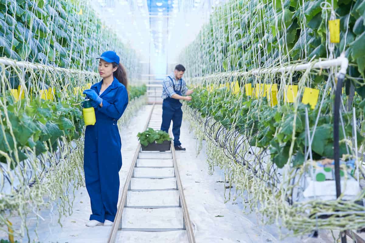 People Working in Greenhouse