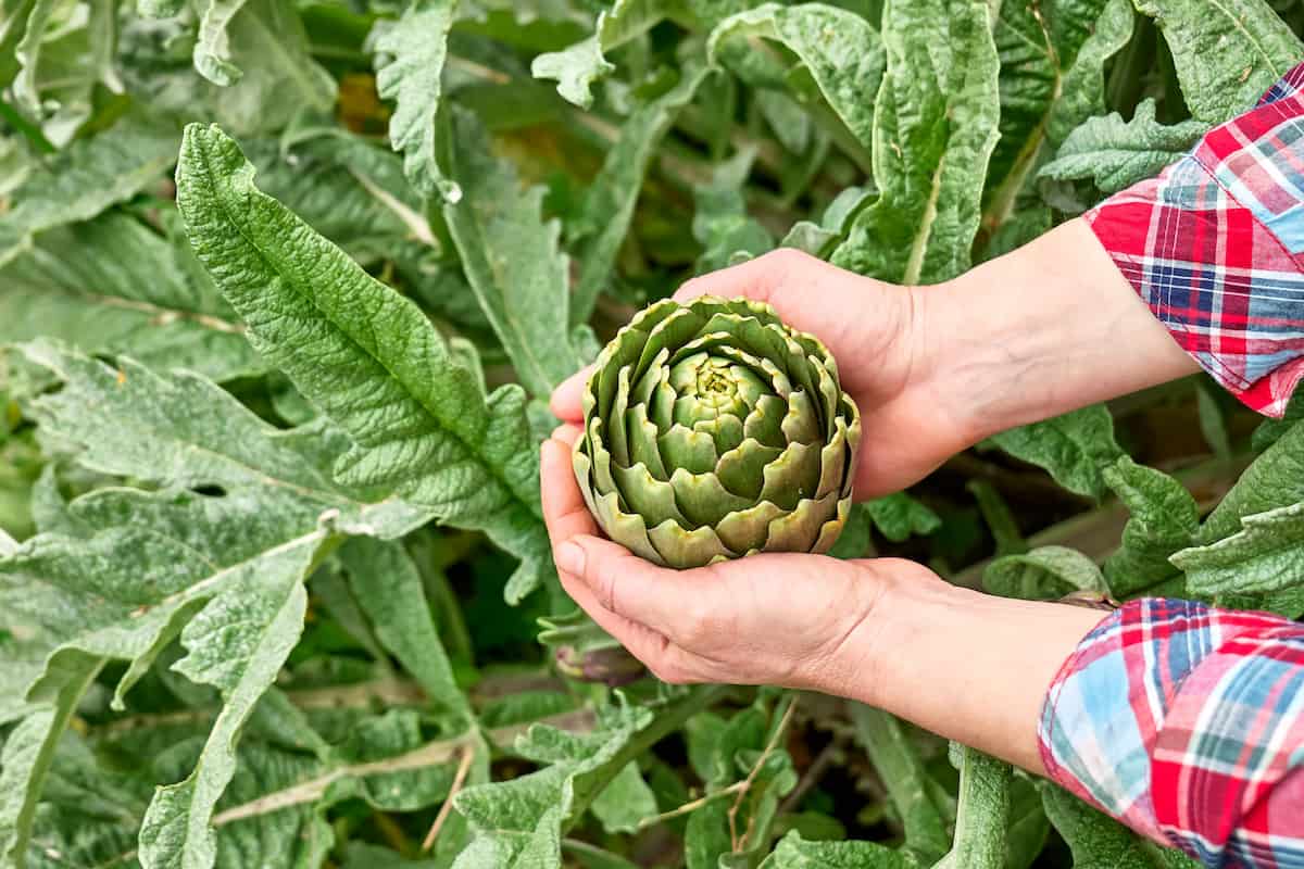 How to Grow Artichoke in a Greenhouse