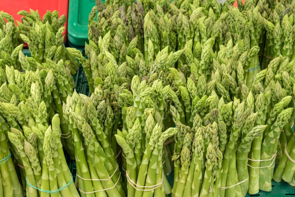Fresh Green Asparagus