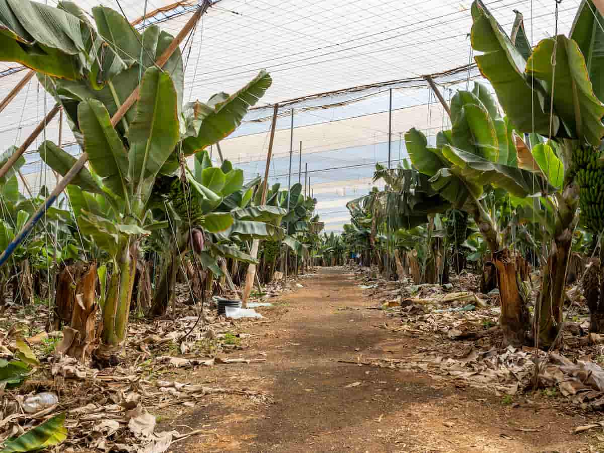 Banana Plantation in Greenhouse