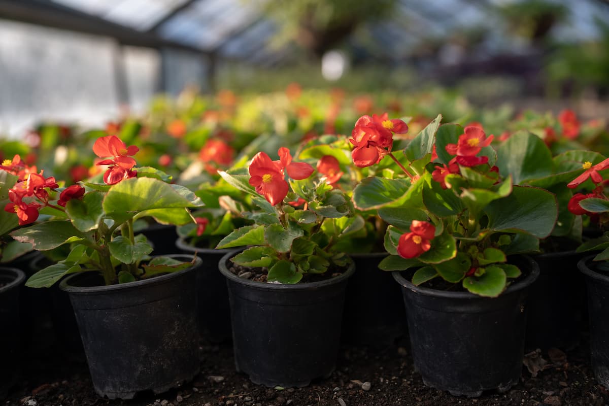 How to Grow Begonias in a Greenhouse