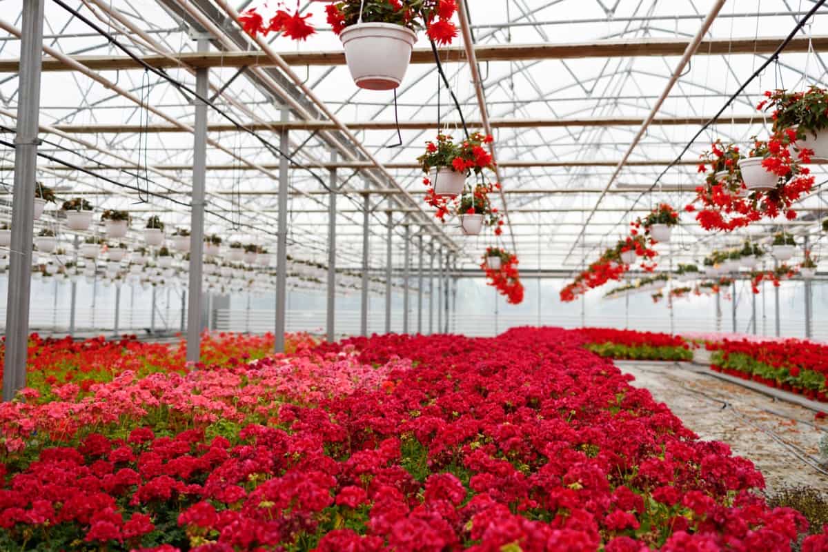 How to Grow Geranium in a Greenhouse