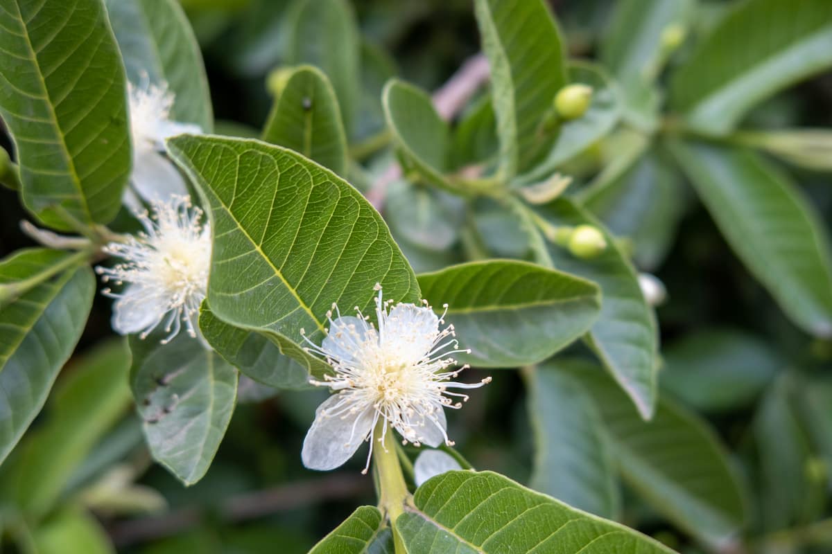 Guava Flowers