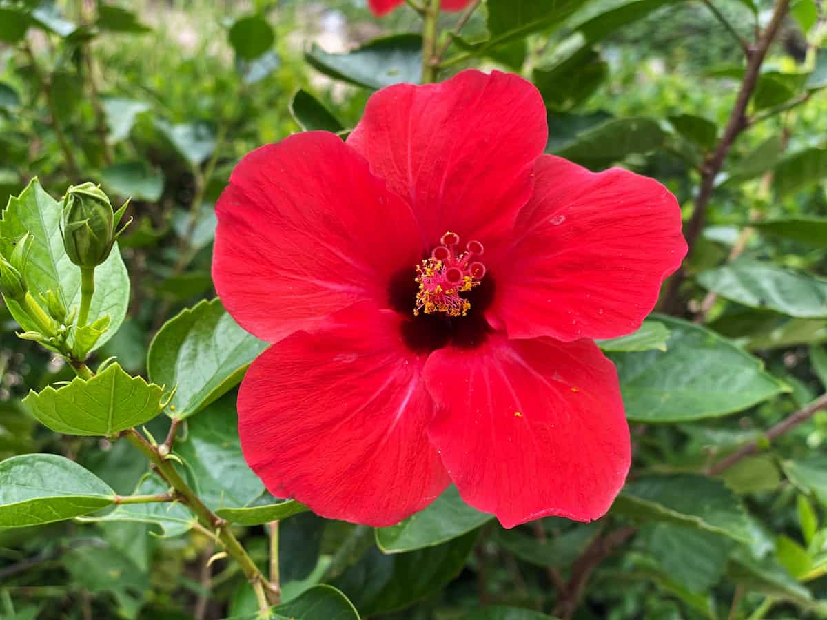 How to Grow Hibiscus in a Greenhouse