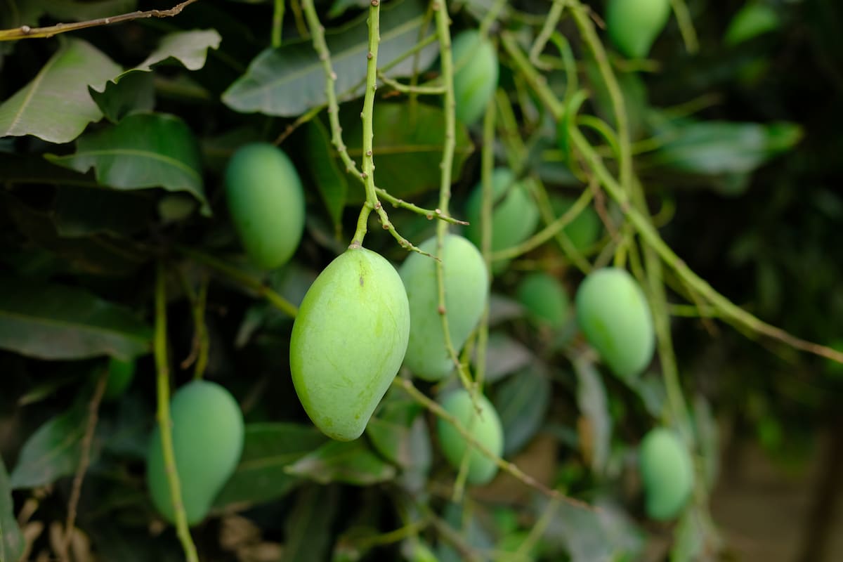 How to Grow Mangoes in a Greenhouse