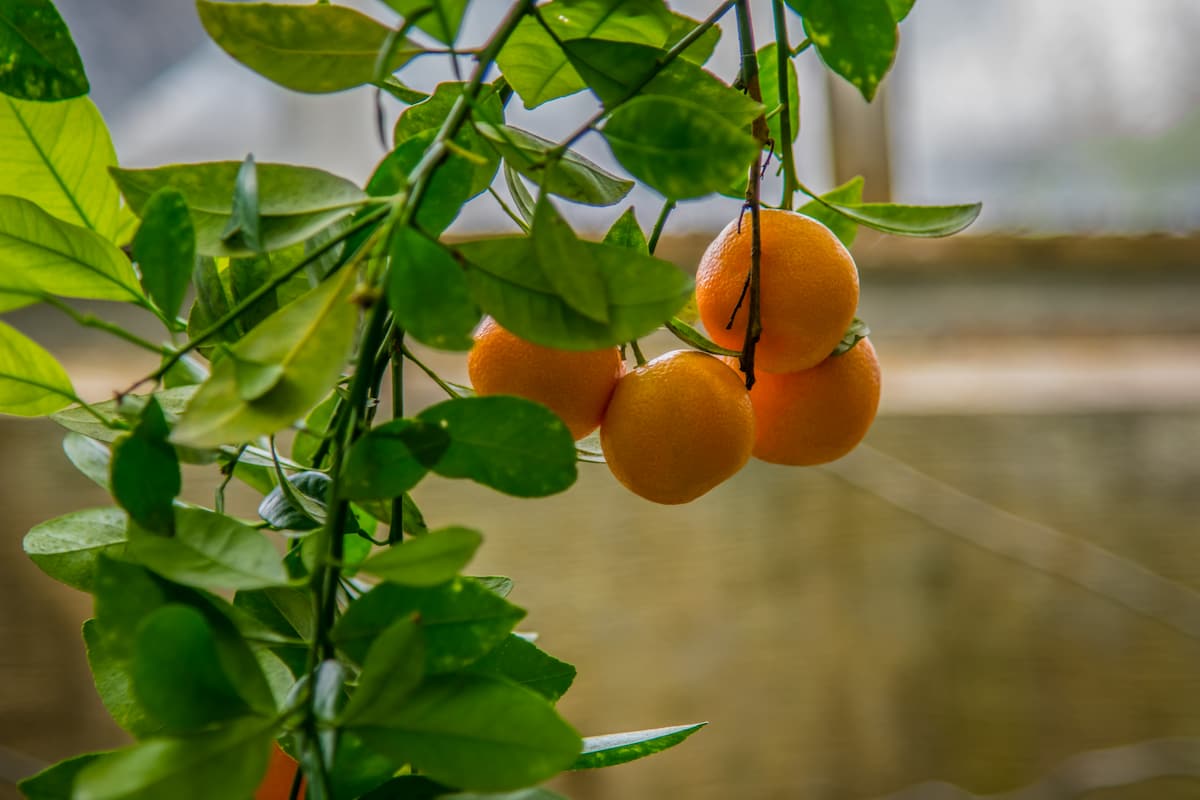 How to Grow Oranges in a Greenhouse