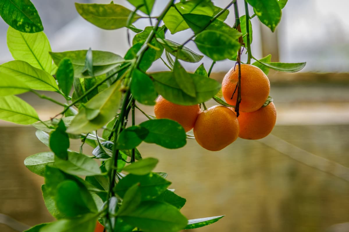 Orange plant in Greenhouse