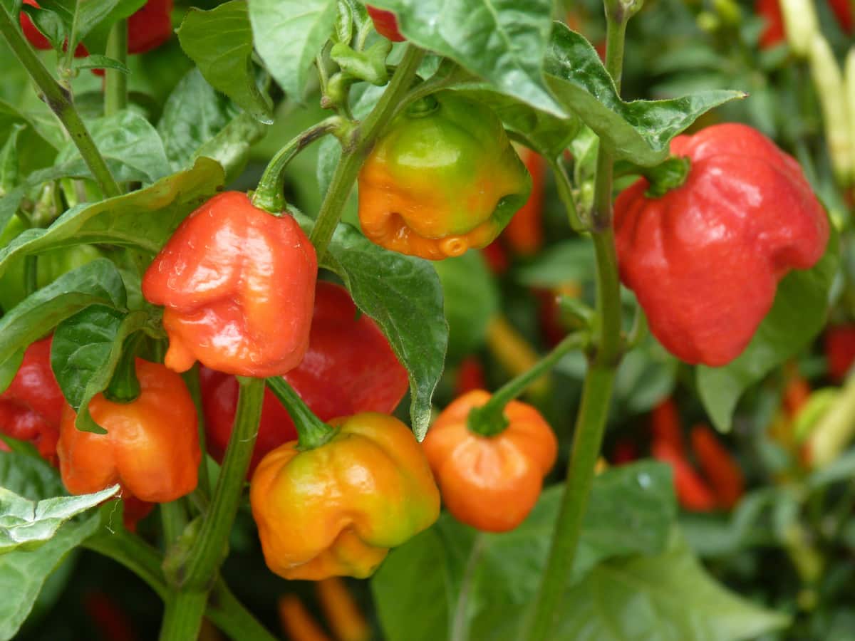 How to Grow Trinidad Scorpion Butch T Peppers from Seed