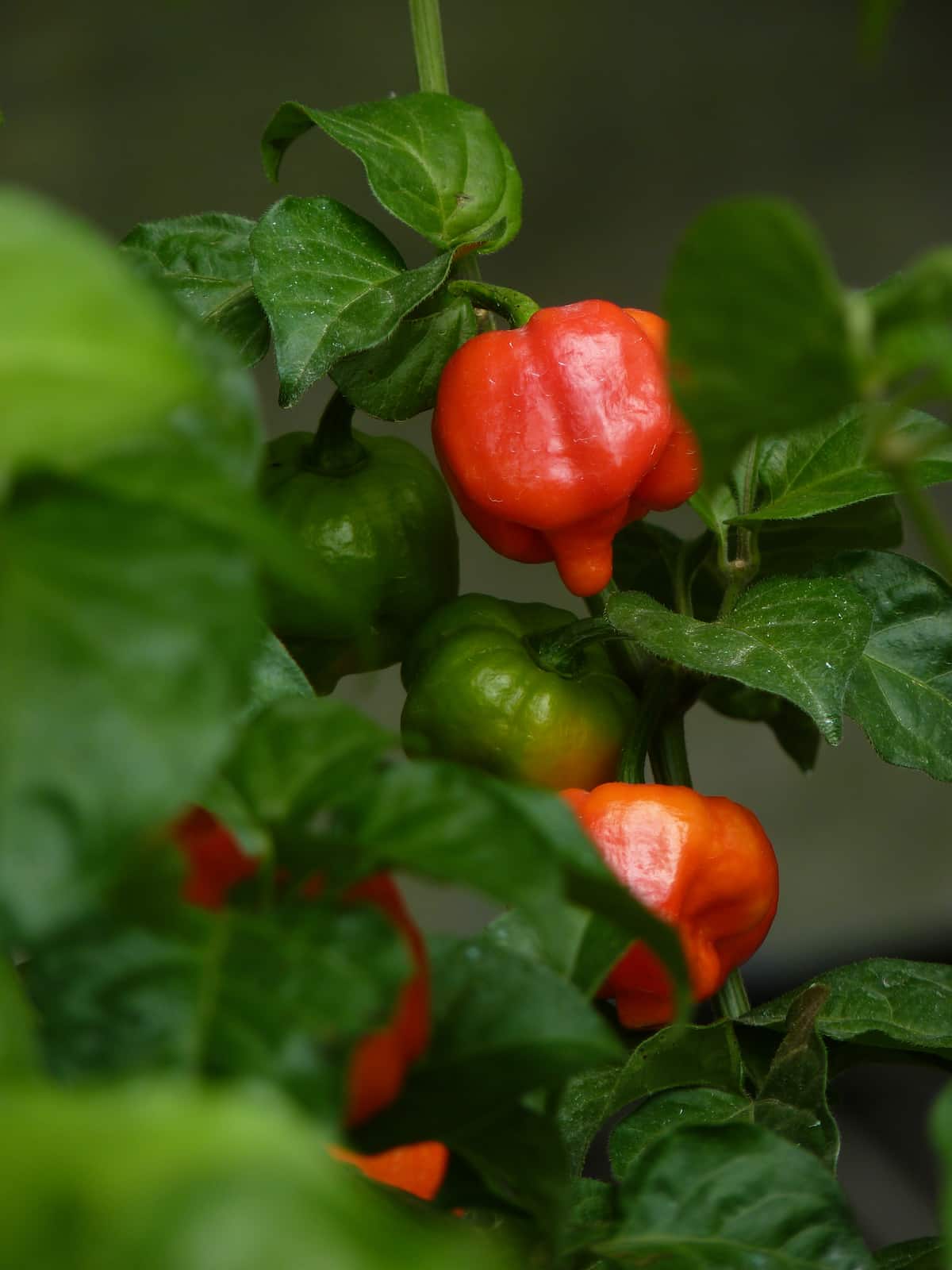 Trinidad Scorpion Butch T Peppers