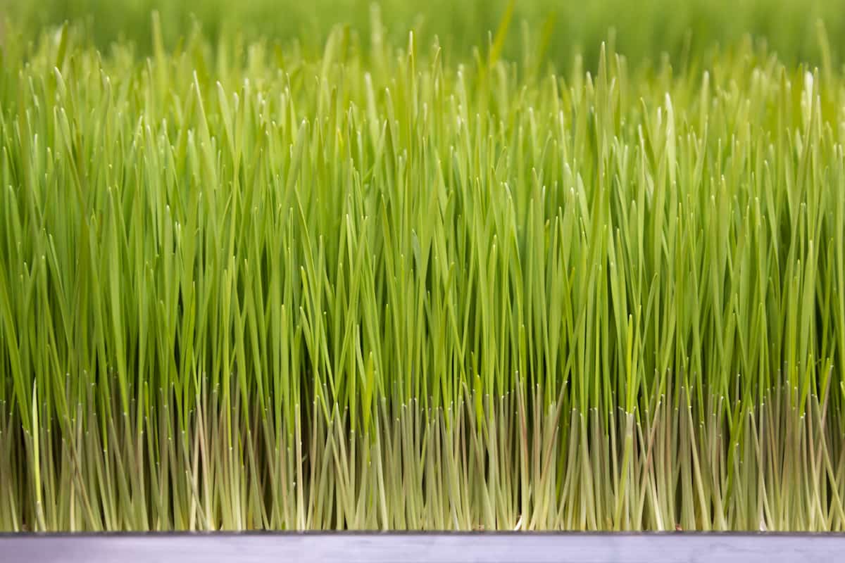 How to Grow Wheat Grass in Greenhouse