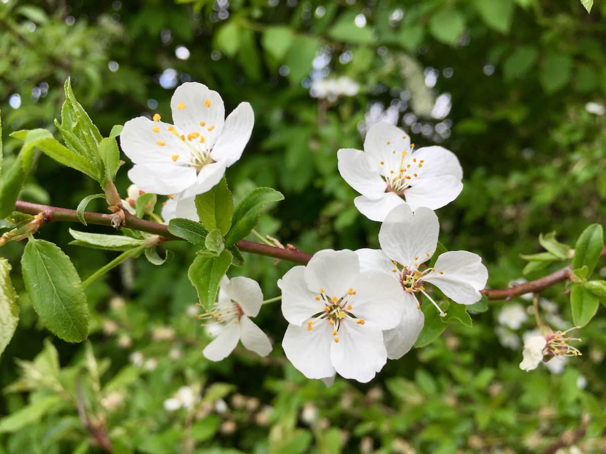 Apple Flowering