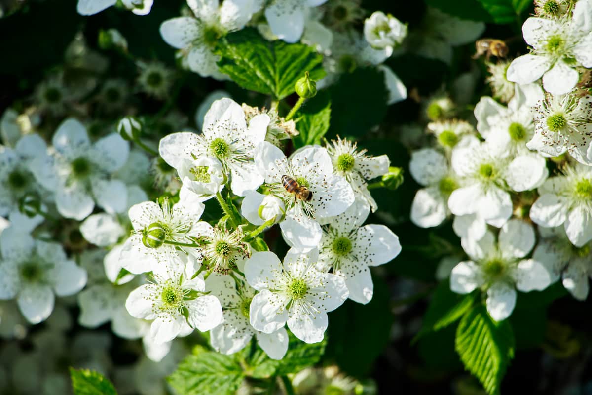 How to Increase Female Flowers in Berries