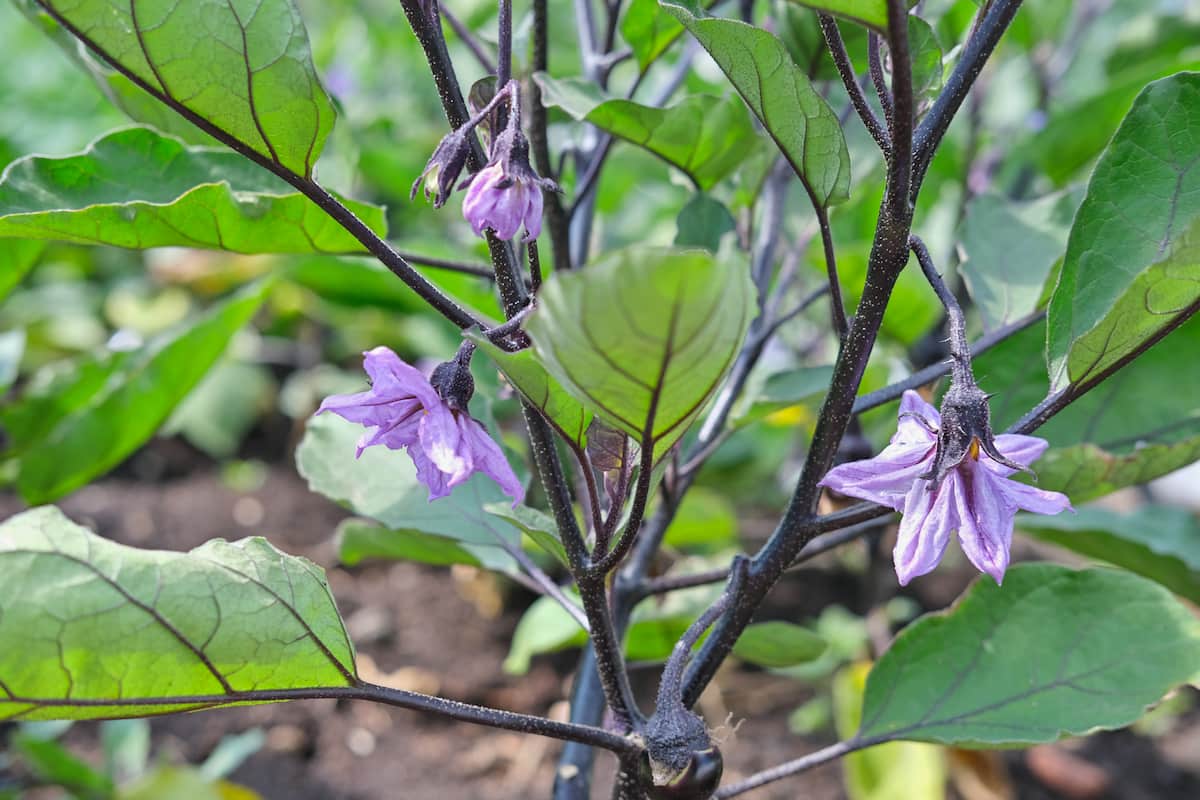 How to Increase Female Flowers in Brinjal/Eggplant