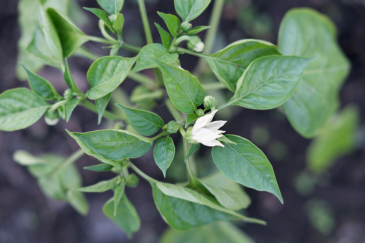 How to Increase Female Flowers in Capsicum/Bell Pepper
