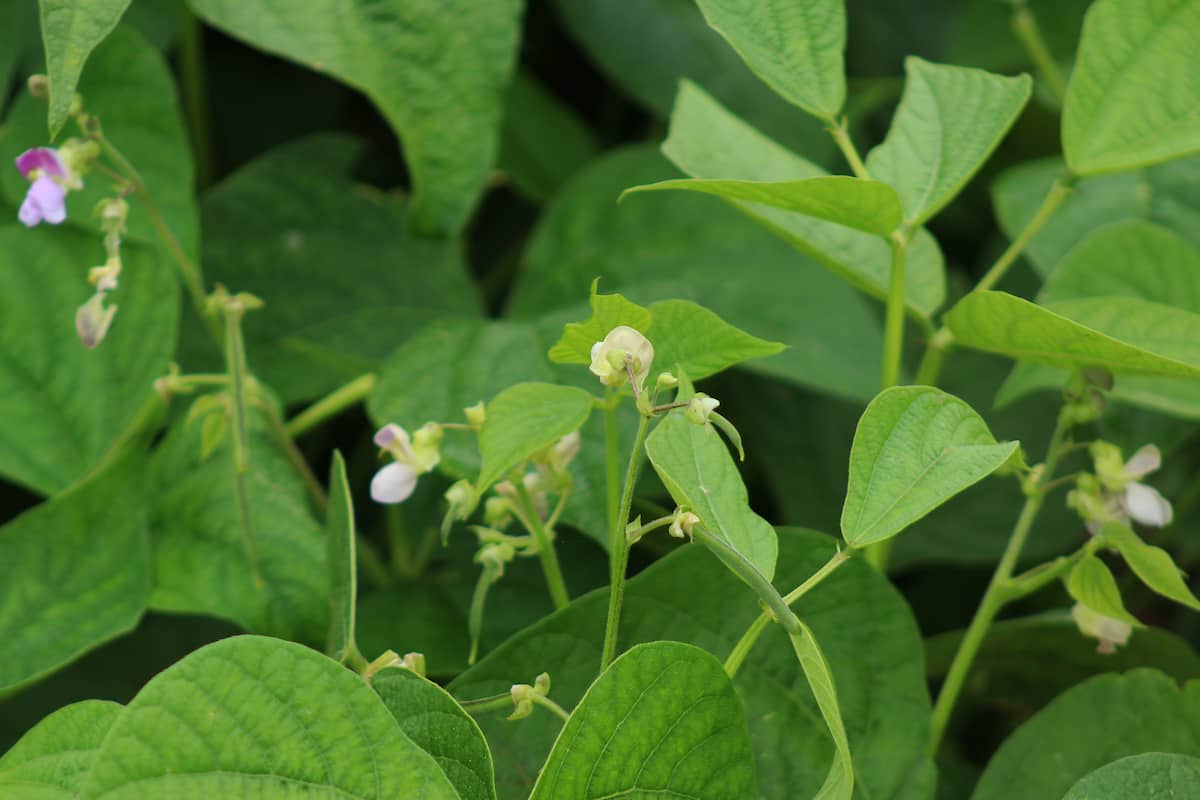 How to Increase Female Flowers in Cluster Beans/Guar Beans