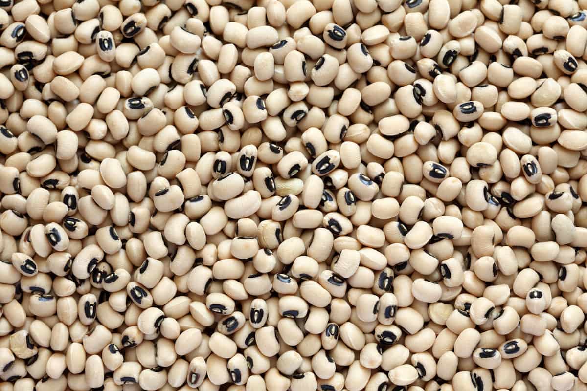 How to Increase Female Flowers in Cowpea/Black-eyed Pea